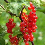 RIBES RUBRUM - RIBES ROSSO (VAR. ROVADA)