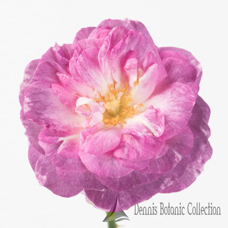 ROSA L. - ROSE EDIBILI (VAR. INCREDIBLE CRISPY)