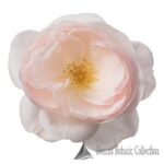 Rosa 'Incredible Delicate'