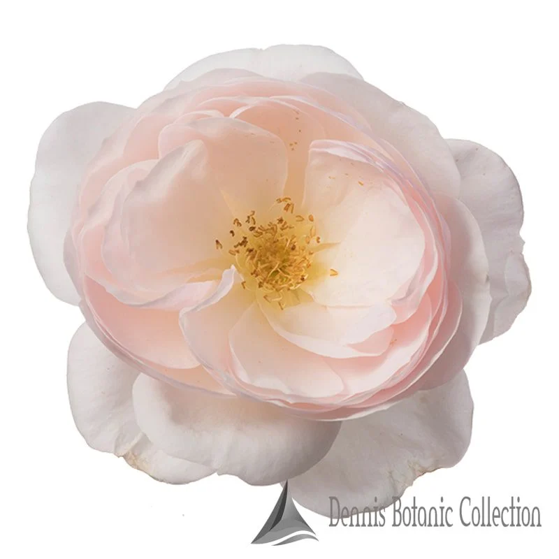 ROSA L. - ROSE EDIBILI (VAR. INCREDIBLE DELICATE)