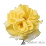 ROSA L. - ROSE EDIBILI (VAR. INCREDIBLE LEMON)