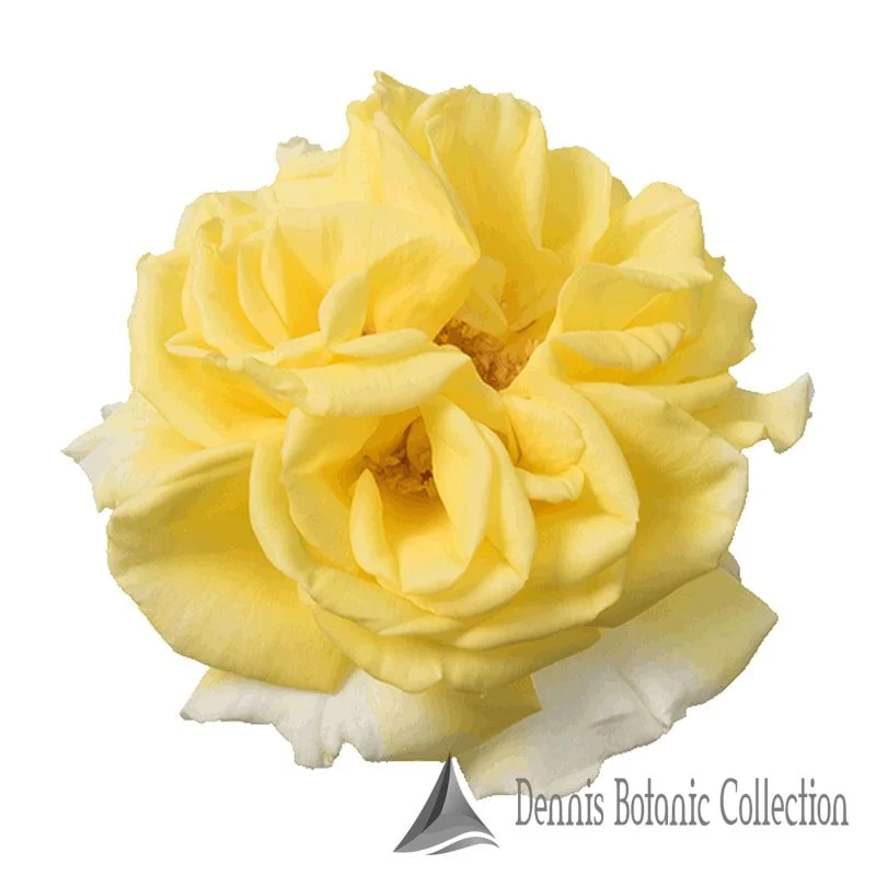 ROSA L. - ROSE EDIBILI (VAR. INCREDIBLE LEMON)