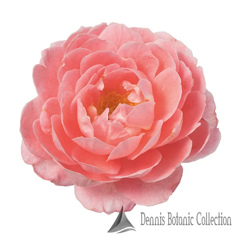 ROSA L. - ROSE EDIBILI (VAR. INCREDIBLE SPICY)