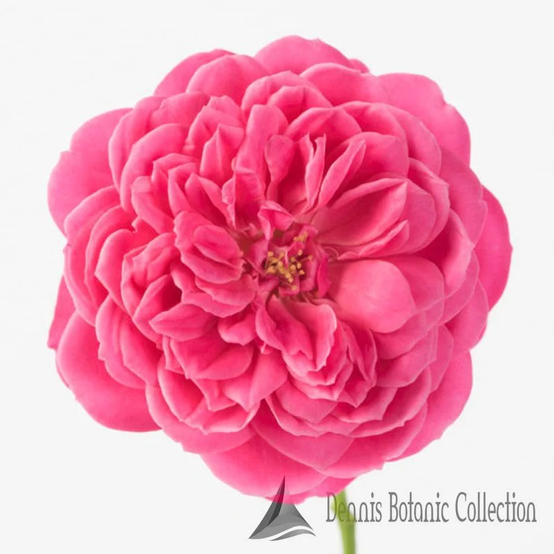 ROSA L. - ROSE EDIBILI (VAR. INCREDIBLE SWEET)