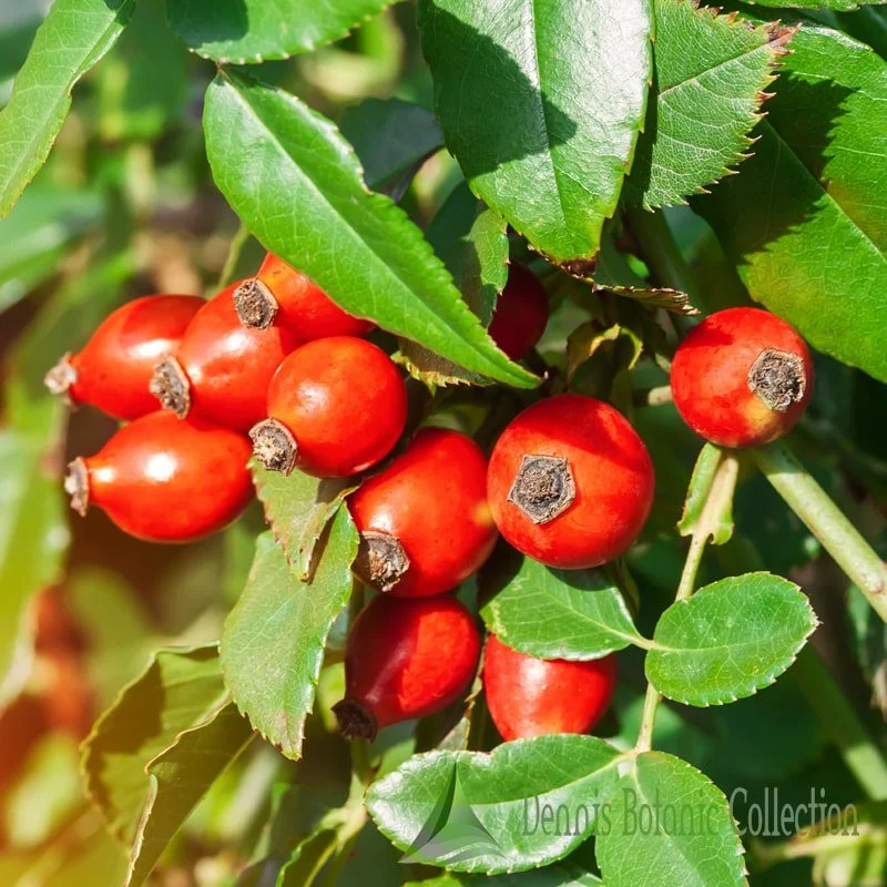 ROSA VILLOSA - ROSA (VAR. KARPATIA)