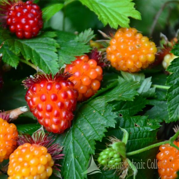 RUBUS SPECTABILIS SALMONBERRY (VAR. OLYMPIC DOUBLE) Dennis Botanic