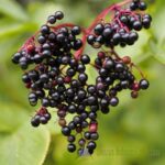 SAMBUCUS NIGRA - SAMBUCO (VAR. HASCHBERG)