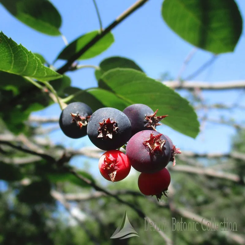 AMELANCHIER ALNIFOLIA - SASKATOON BERRY (VAR. MARTIN)
