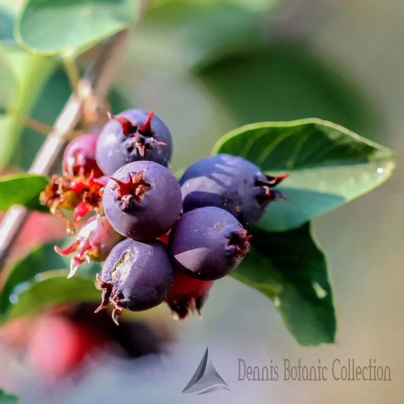 AMELANCHIER ALNIFOLIA - SASKATOON BERRY (VAR. HONEYWOOD)