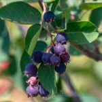 AMELANCHIER ALNIFOLIA - SASKATOON BERRY (VAR. SMOKY)