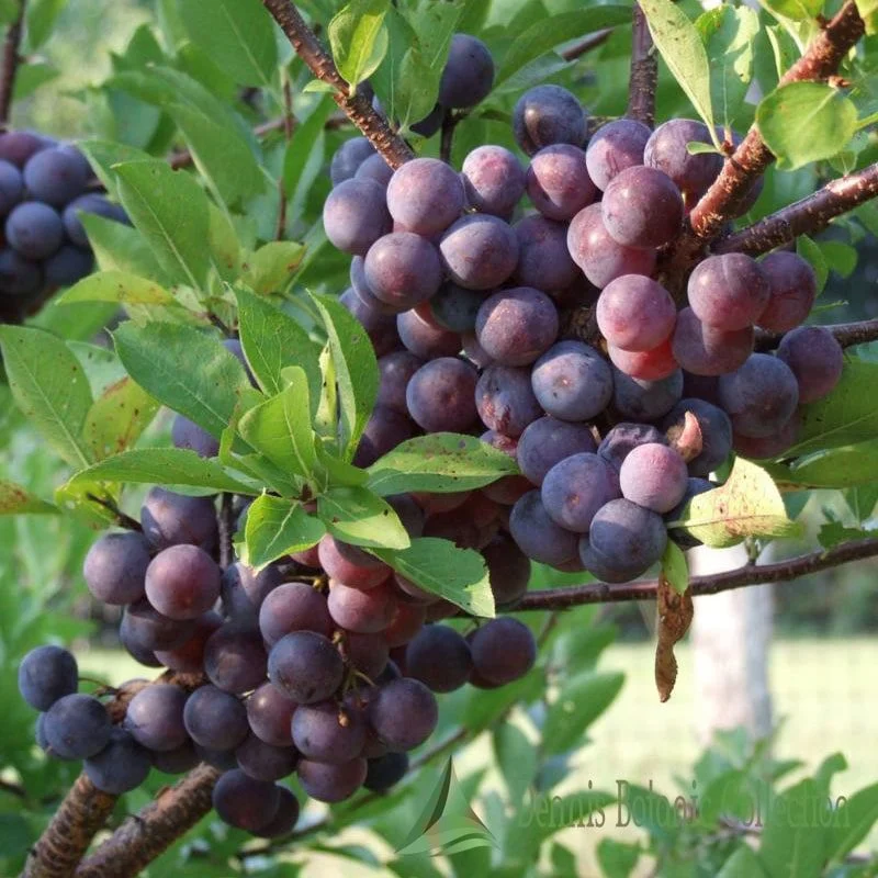 PRUNUS MARITIMA - SUSINO DA SPIAGGIA