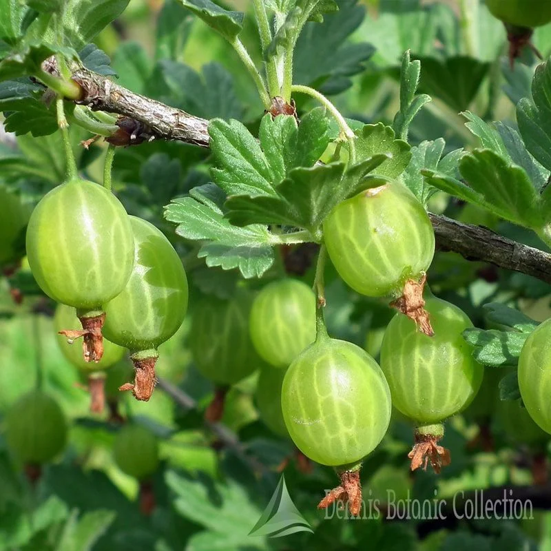 RIBES GROSSULARIA - UVA SPINA BIANCA (VAR. INVICTA)