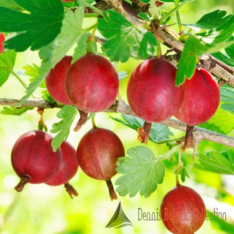 RIBES GROSSULARIA - UVA SPINA ROSSA (VAR. HINNONMAKI RED)
