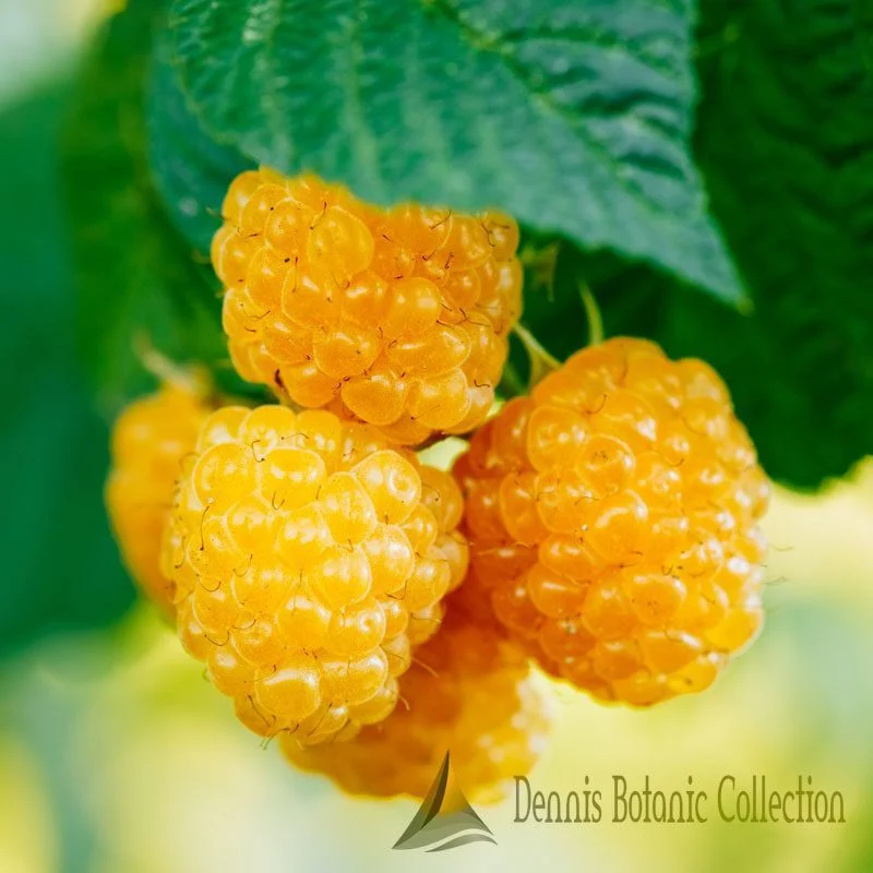 RUBUS IDAEUS - LAMPONE GIALLO (VAR. FALLGOLD)