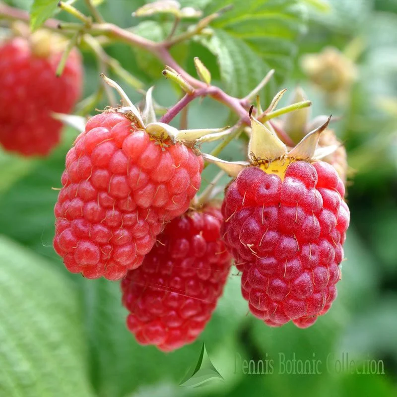 RUBUS IDAEUS - LAMPONE ROSSO (VAR. HERITAGE)
