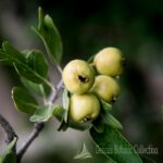 CRATAEGUS AZAROLUS - AZZERUOLO GIALLO (VAR. GERAKI)