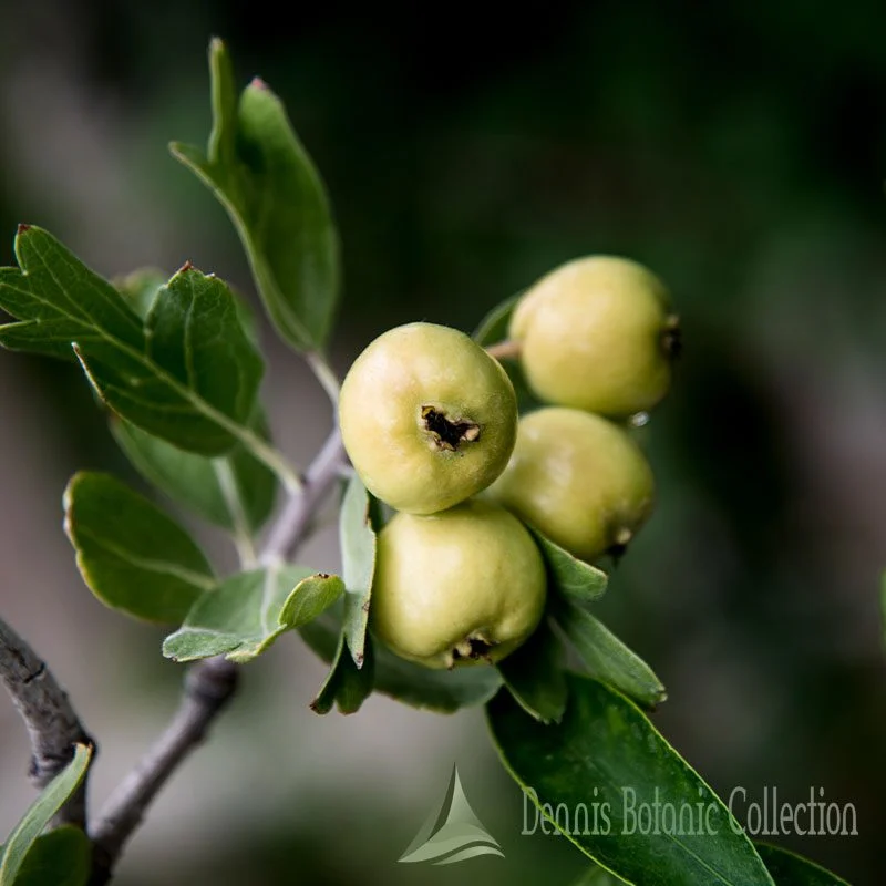 CRATAEGUS AZAROLUS - AZZERUOLO GIALLO (VAR. GERAKI)