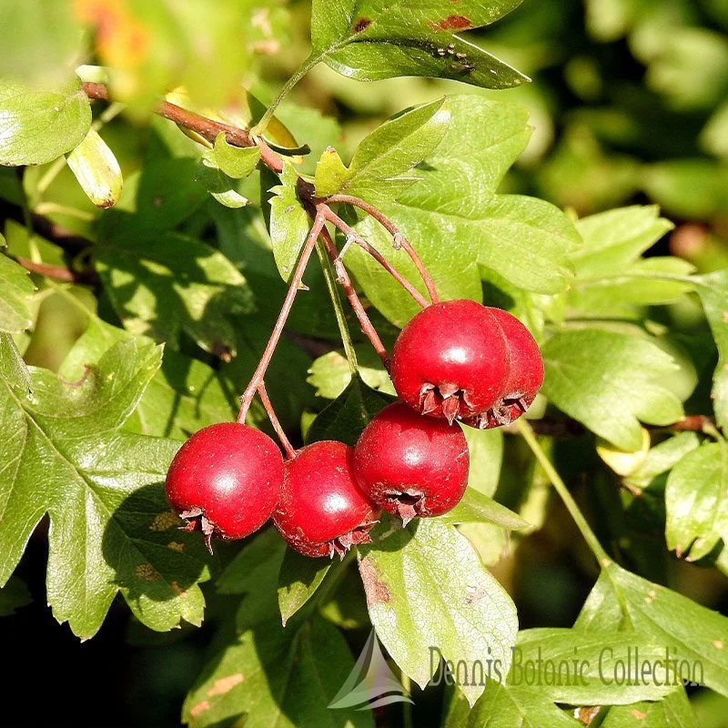 CRATAEGUS AZAROLUS - AZZERUOLO ROSSO (VAR. NARBONNE)