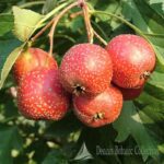 CRATAEGUS PINNATIFIDA - BIANCOSPINO CINESE (VAR. BIG GOLDEN STAR)