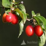 CORNUS MAS - CORNIOLO INNESTATO (VAR. KASANLAKER)
