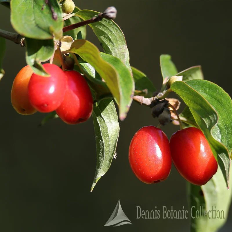 CORNUS MAS - CORNIOLO INNESTATO (VAR. KASANLAKER)