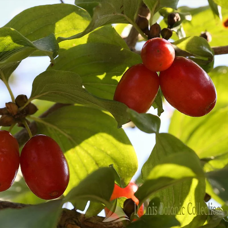 CORNUS MAS - CORNIOLO INNESTATO (VAR. JOLICO)