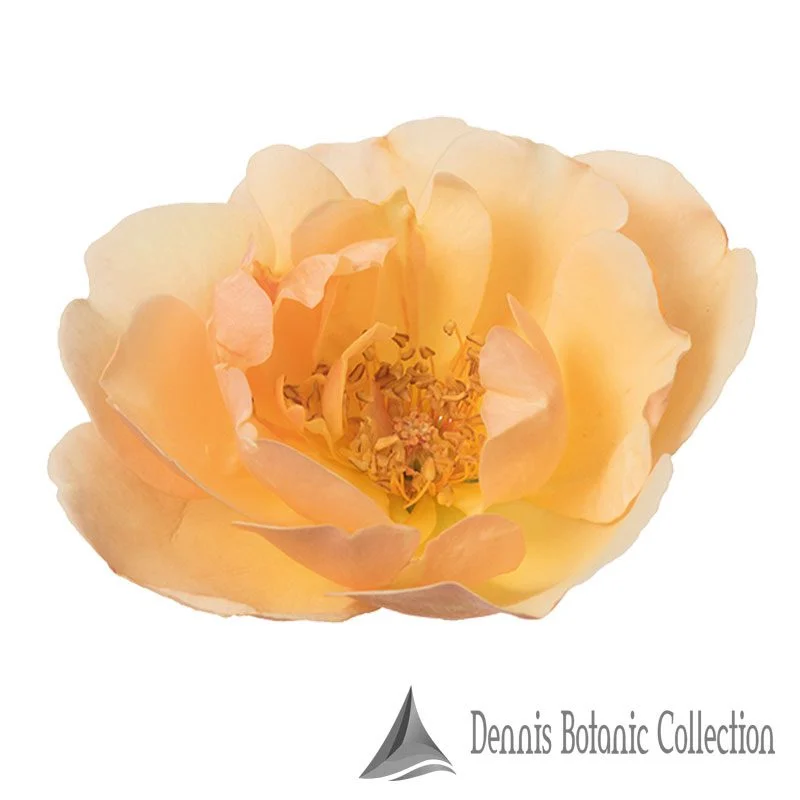 Rose edibili