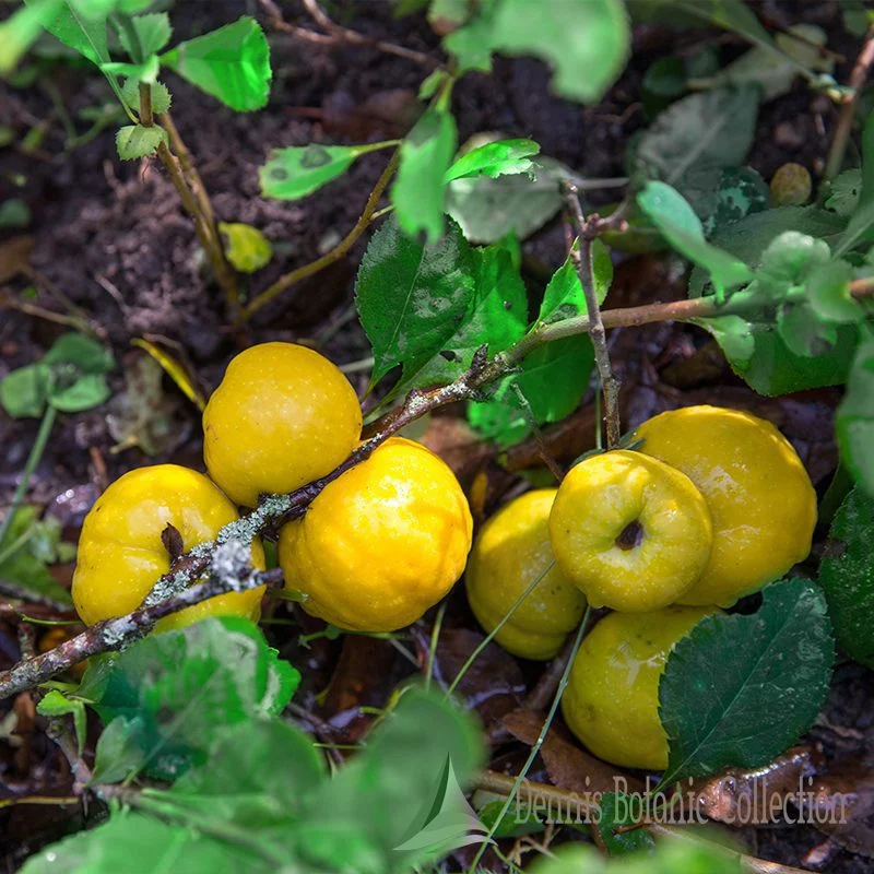 CHAENOMELES JAPONICA - COTOGNO DEL GIAPPONE (VAR. CIDO)