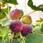 FICUS CARICA - FICO NANO (VAR. LITTLE MISS FIGGY)