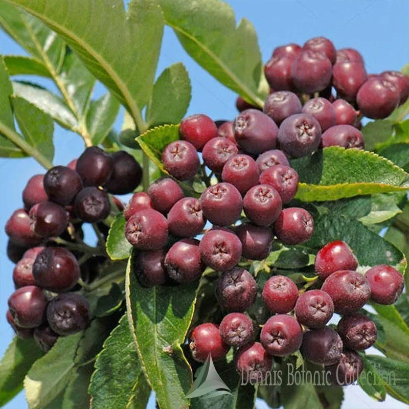 SORBUS AUCUPARIA X SORBARONIA - SORBO (VAR. BURKA)