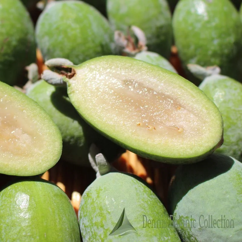 ACCA SELLOWIANA - FEIJOA AUTOFERTILE (VAR. UNIQUE)
