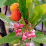 ARBUTUS UNEDO - CORBEZZOLO ROSA (VAR. ROSELILY)