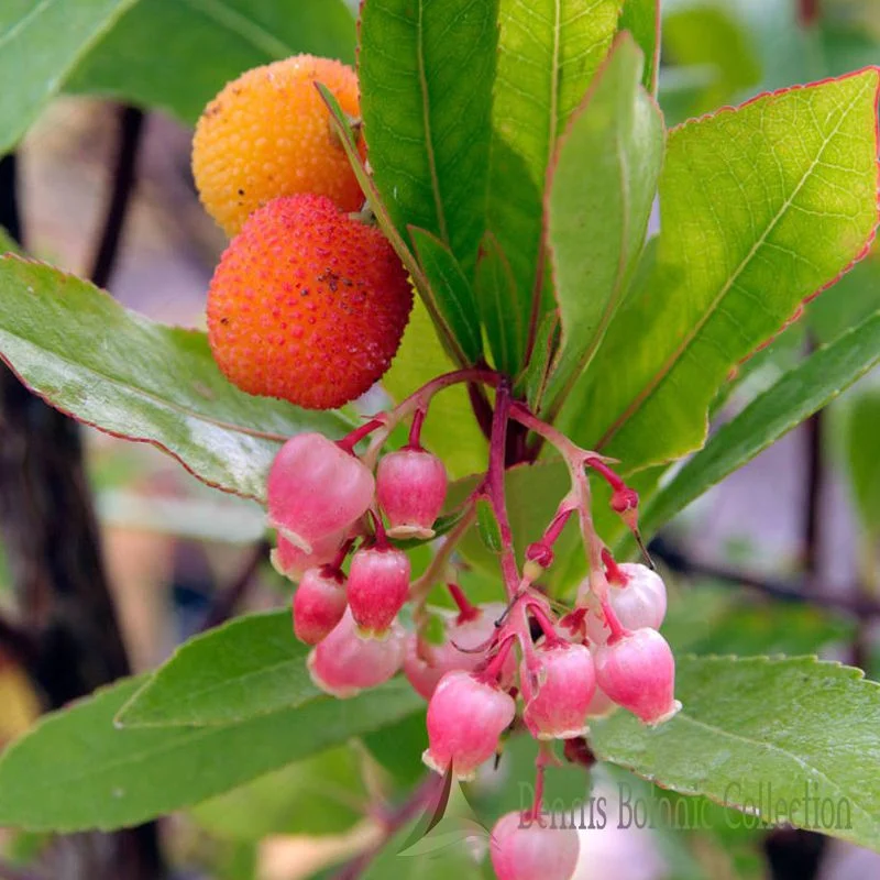ARBUTUS UNEDO - CORBEZZOLO ROSA (VAR. ROSELILY)
