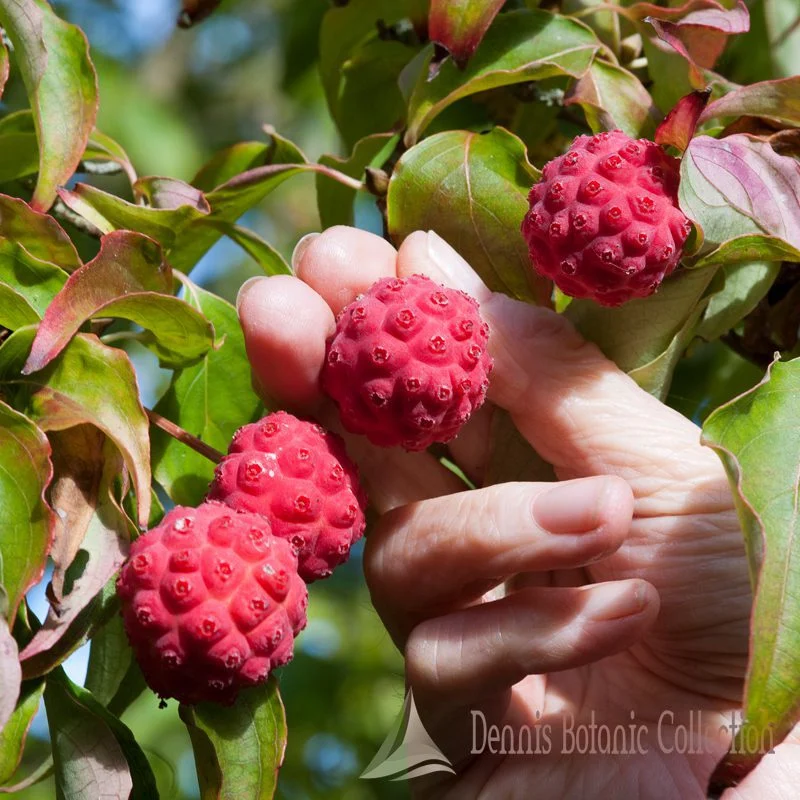 CORNUS KOUSA - CORNIOLO GIAPPONESE (VAR. NICOLE)