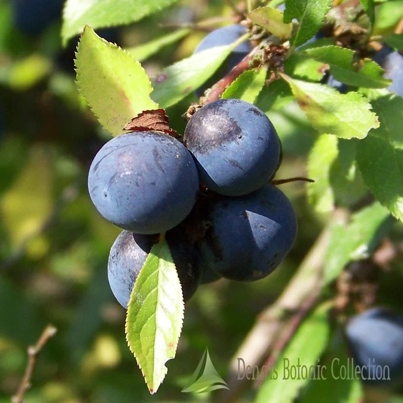 PRUNUS SPINOSA - PRUGNOLO