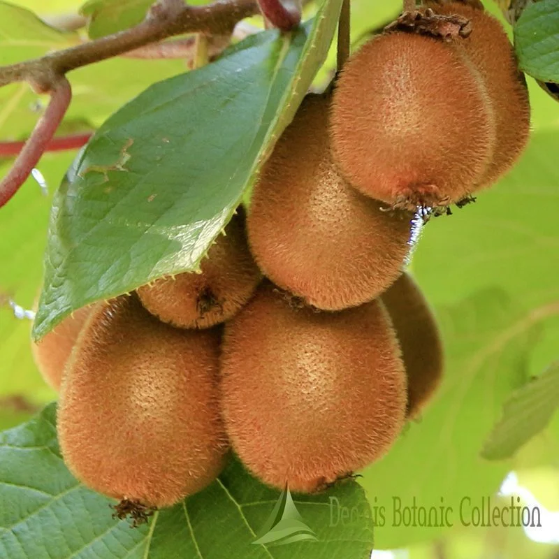 ACTINIDIA DELICIOSA - KIWI AUTOFERTILE (VAR. SOLISSIMO)