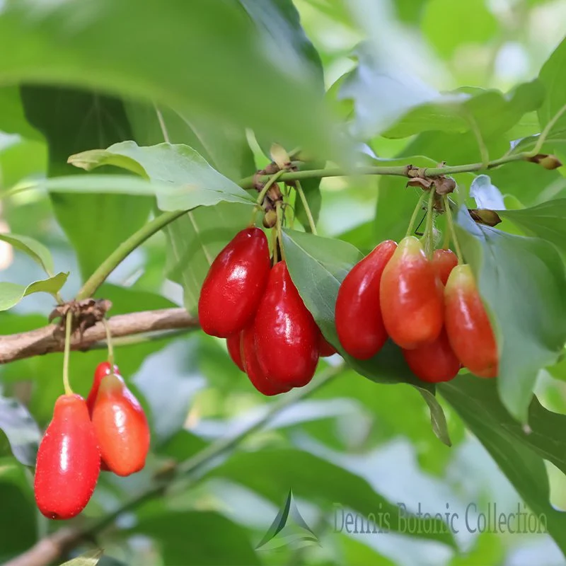 CORNUS MAS - CORNIOLO INNESTATO (VAR. SCHÖNBRUNNER GOURMET DIRNDL)