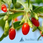 LYCIUM BARBARUM - GOJI (VAR. No 1)