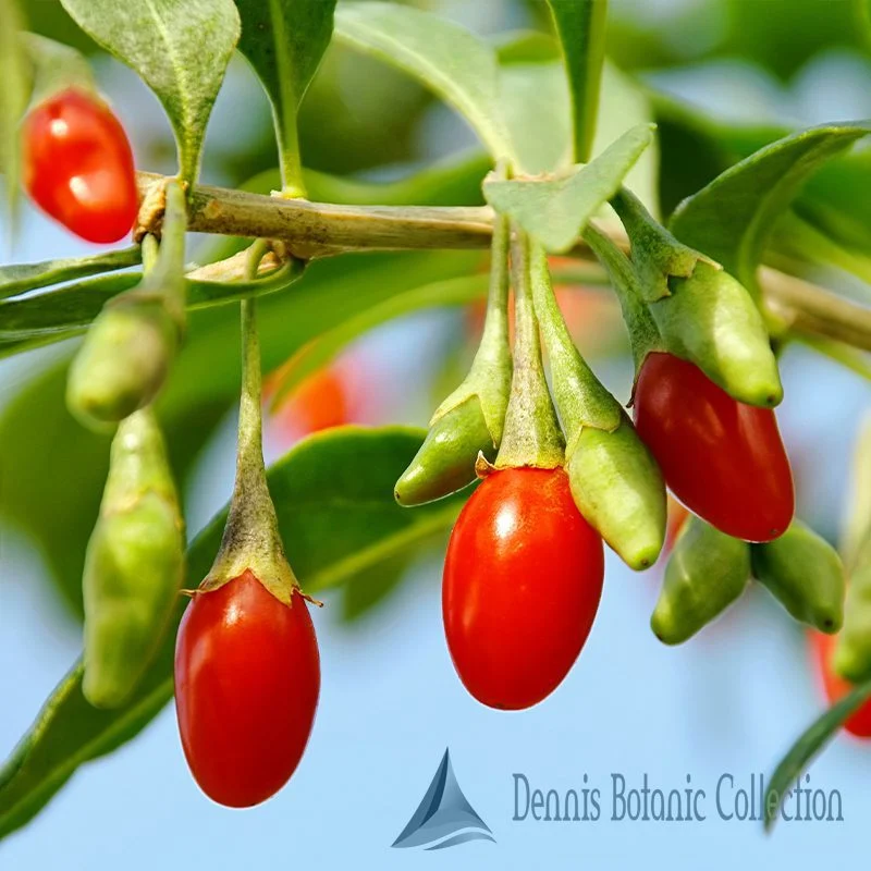 LYCIUM BARBARUM - GOJI (VAR. No 1)
