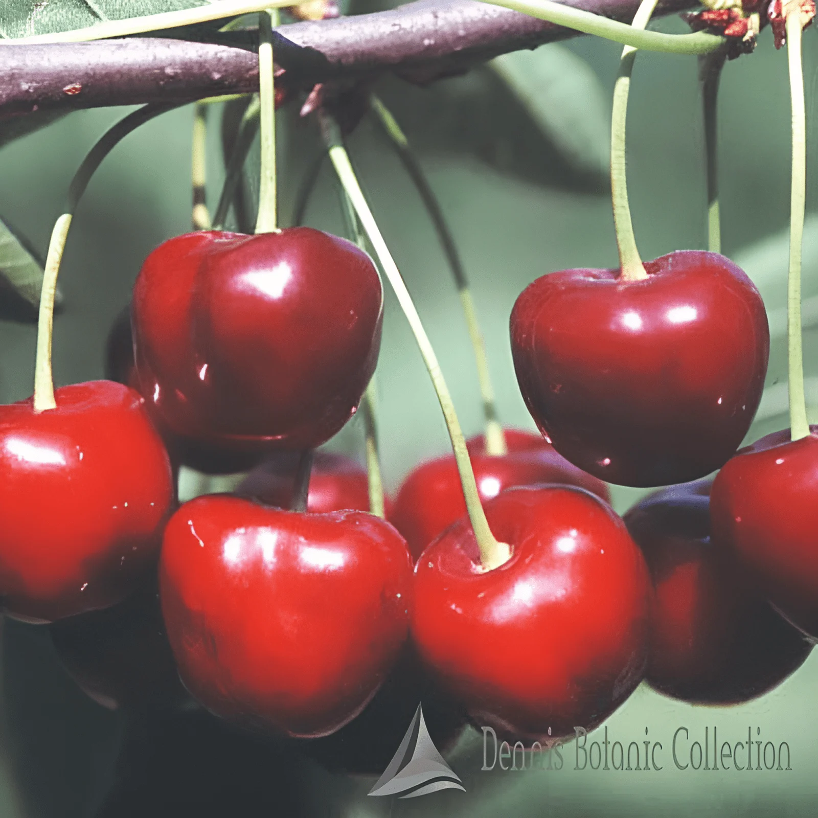 CILIEGIO (VAR. GALUCIO) - PRUNUS AVIUM