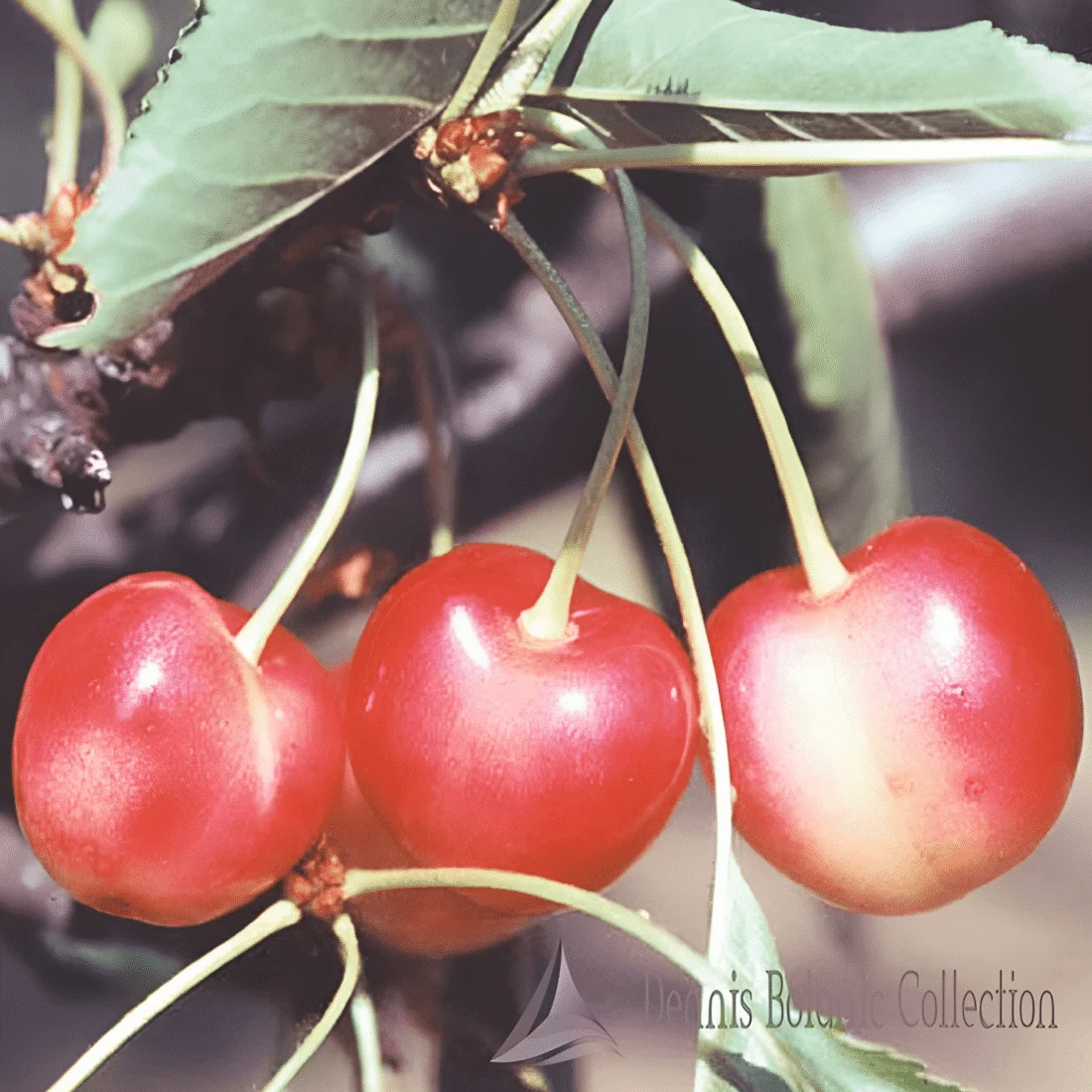 Ciliegio 'Graffione Bianco'