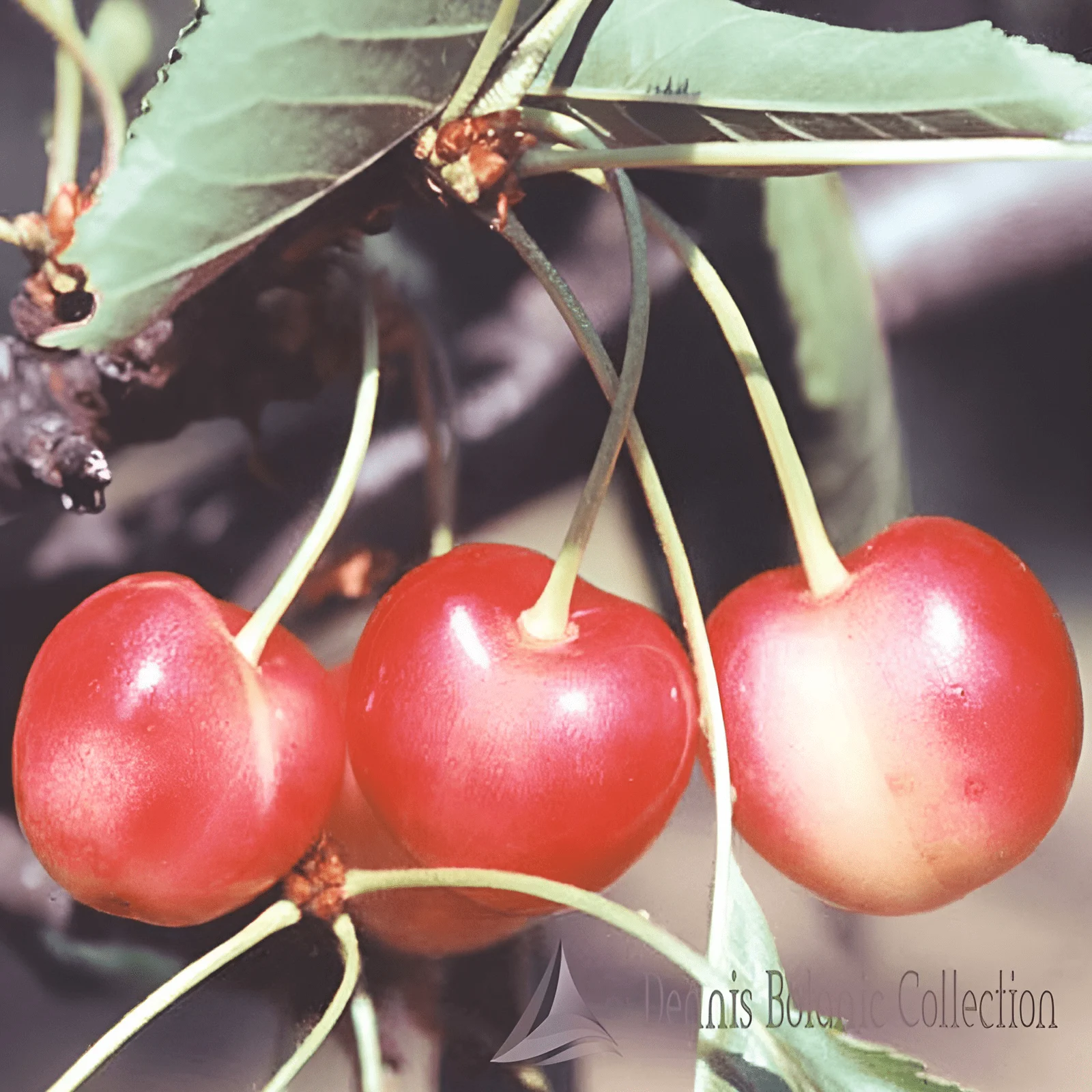 CILIEGIO (VAR. GRAFFIONE BIANCO) - PRUNUS AVIUM