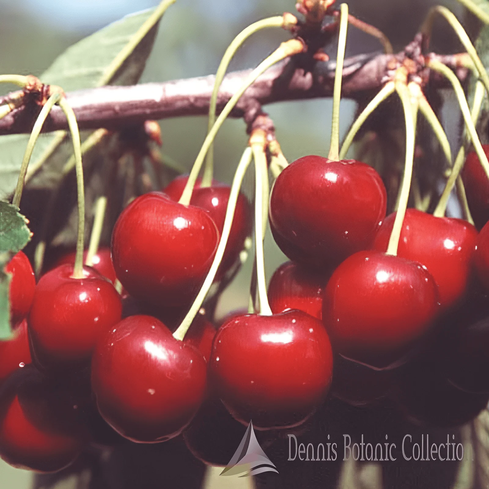 CILIEGIO (VAR. VITTONA DELLA SPIGA) - PRUNUS AVIUM