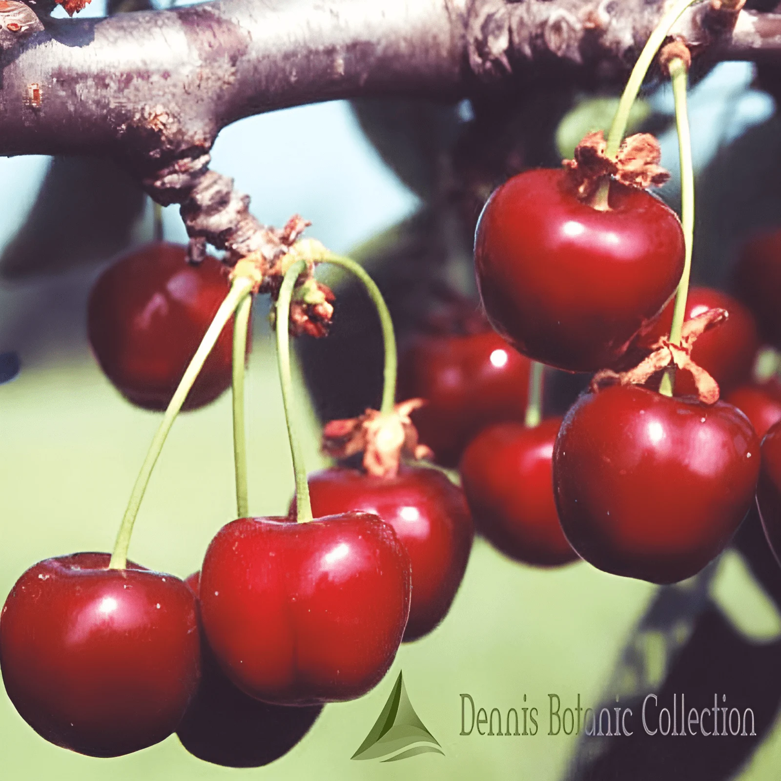 CILIEGIO (VAR. VITTONA) - PRUNUS AVIUM