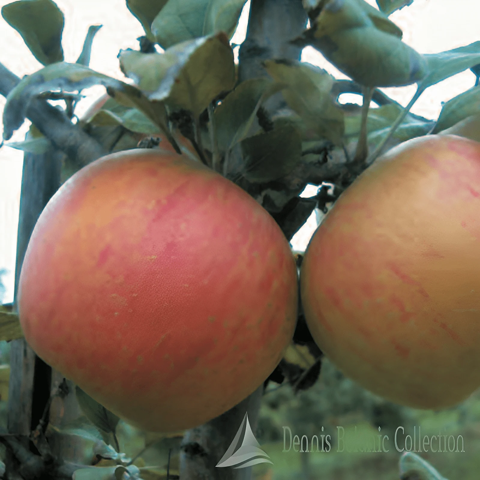 MELO (VAR. CALVILLA ROSSA) - MALUS DOMESTICA