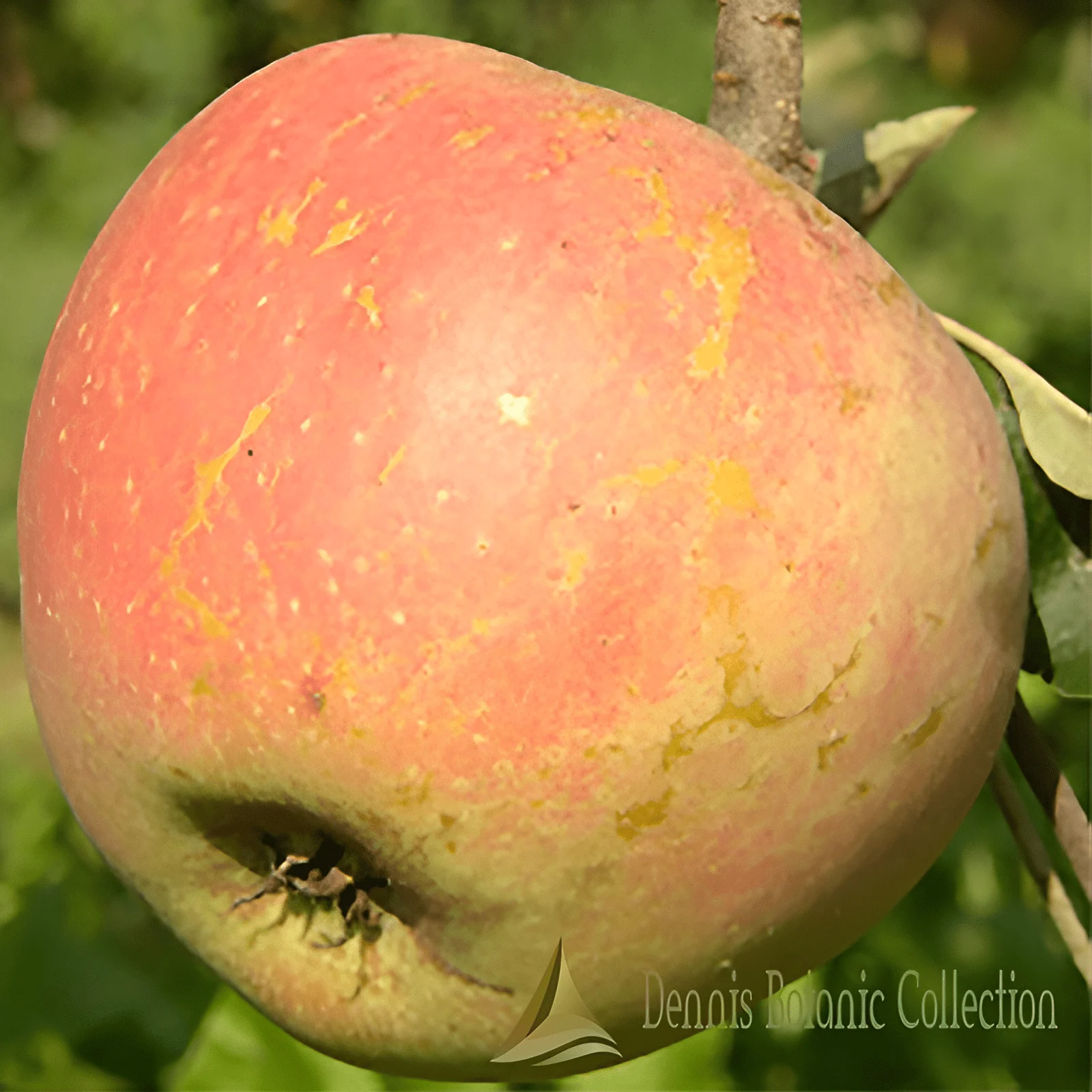 MELO (VAR. CIOCARINA) - MALUS DOMESTICA