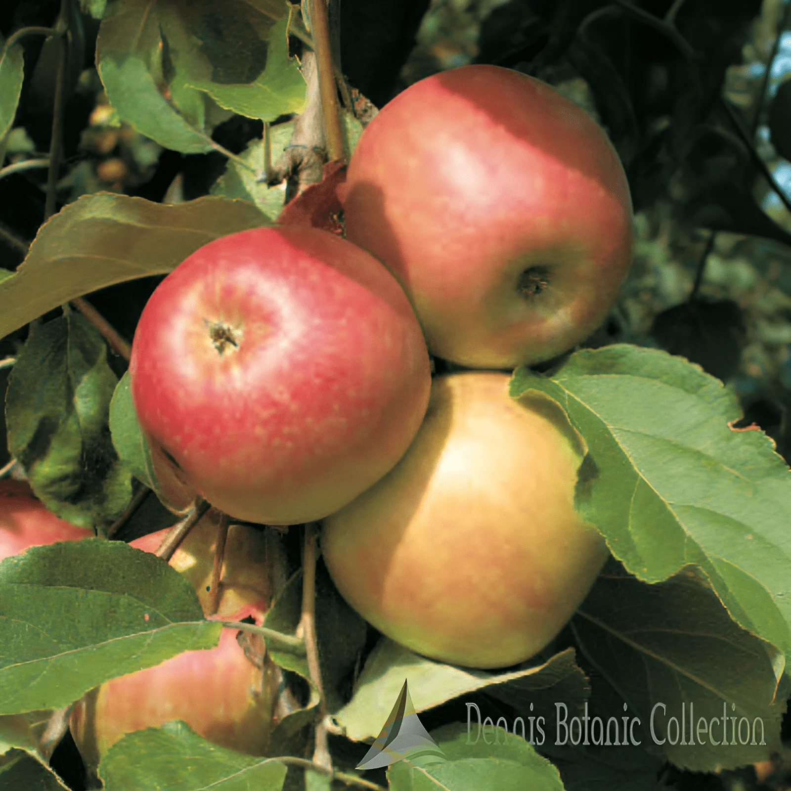 MELO (VAR. GAMBAFINA PIATTA) - MALUS DOMESTICA