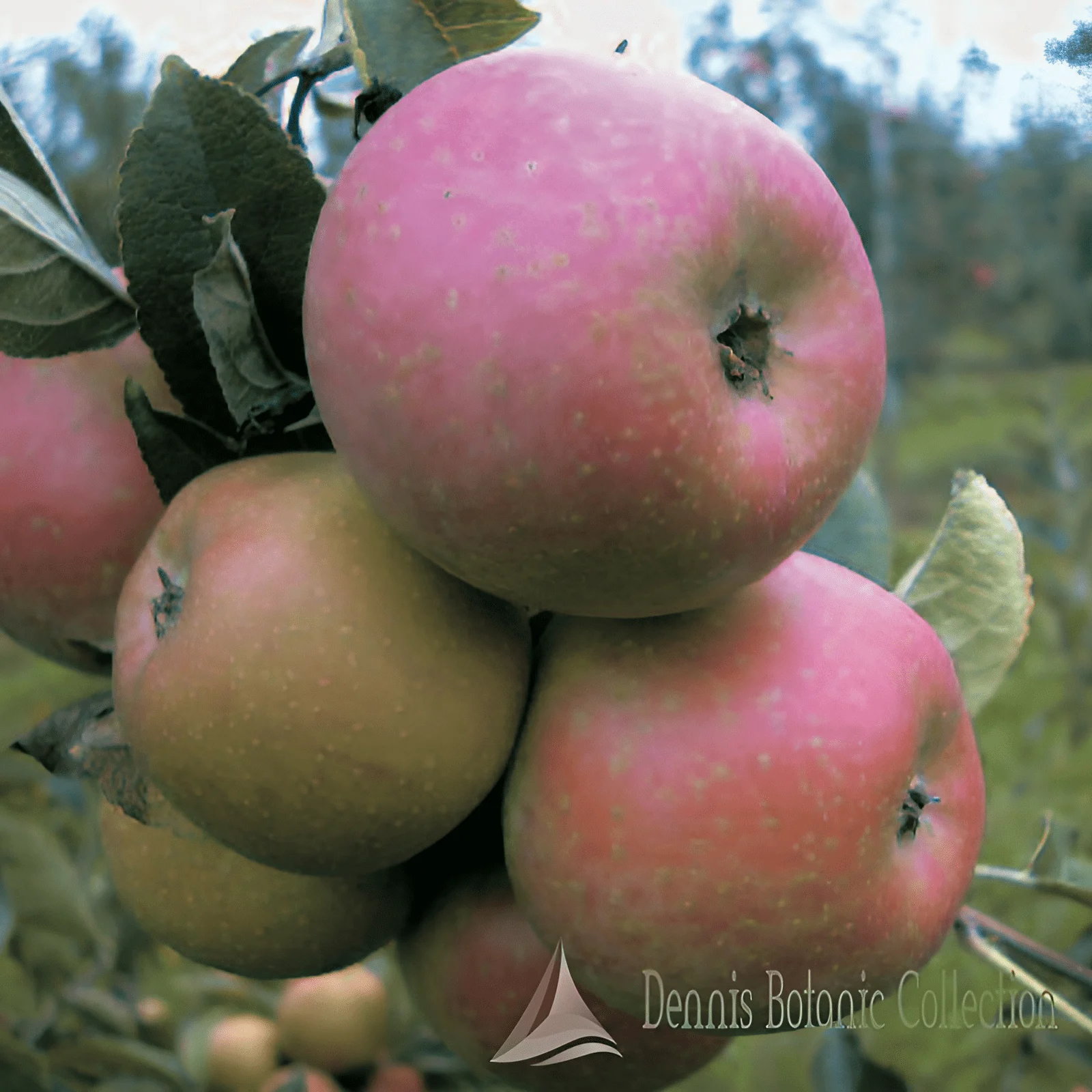 MELO (VAR. MAGNANA) - MALUS DOMESTICA