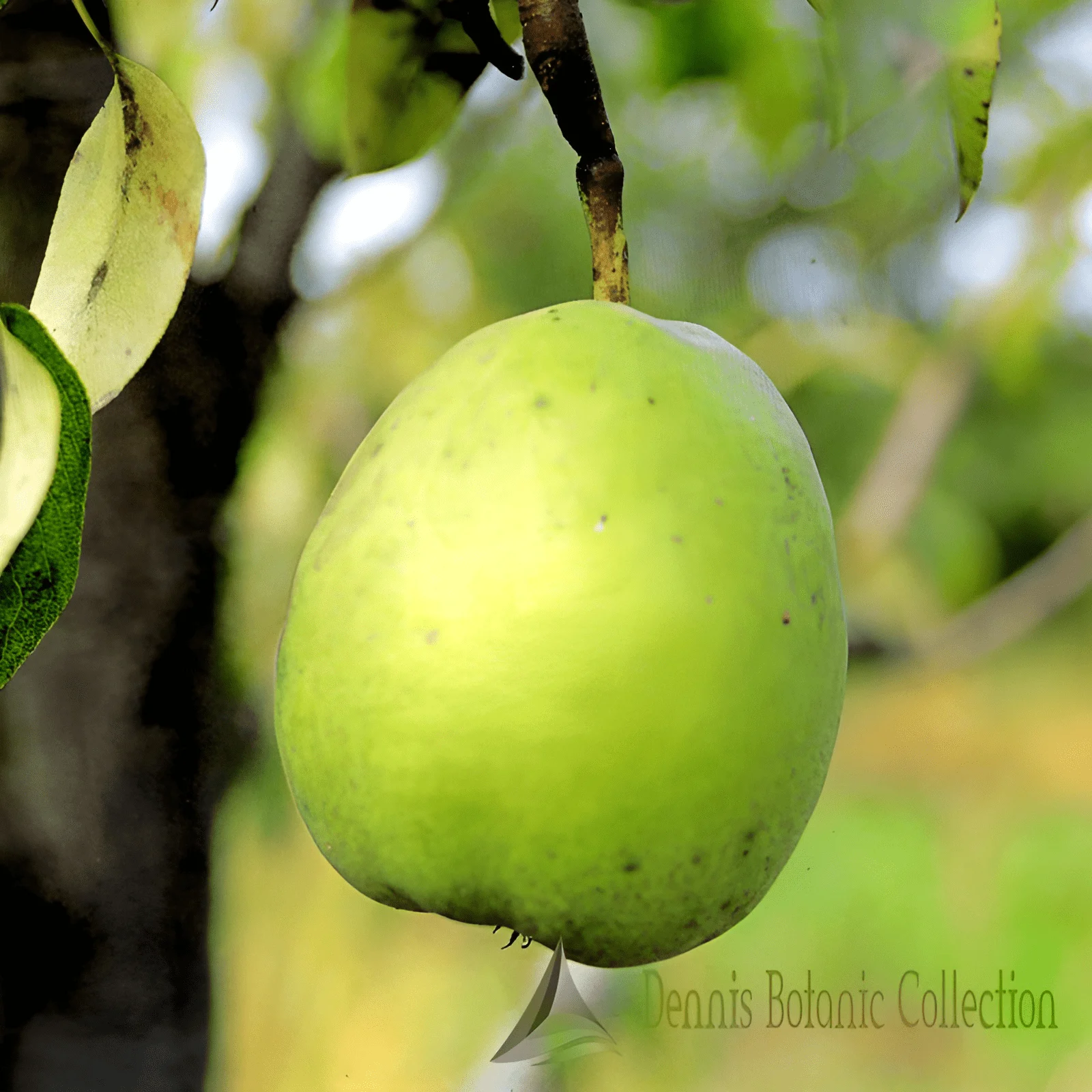 PERO (VAR. CEDRATA ROMANA) - PYRUS COMMUNIS