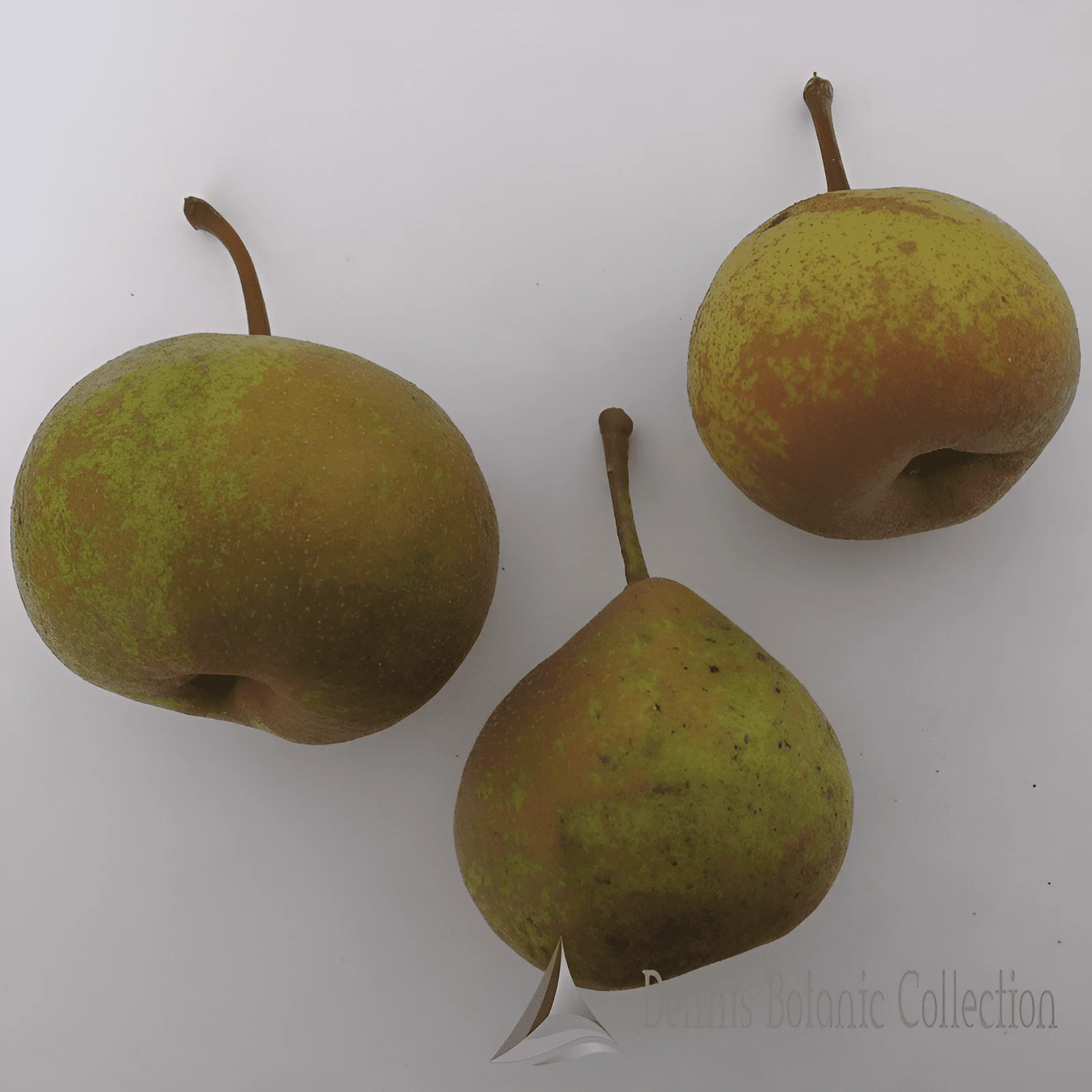 PERO (VAR. DEL GHIACCIO) - PYRUS COMMUNIS
